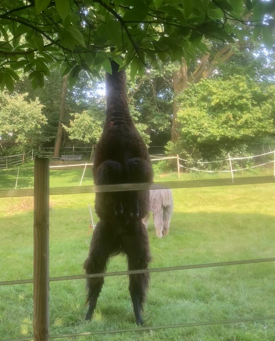 Toni, das „Wollmonster“
